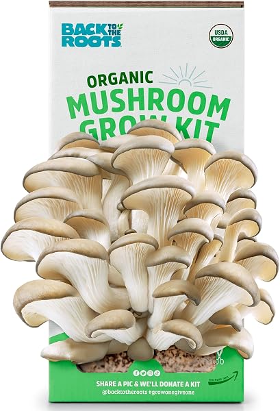 Kit de Cultivo de Cogumelos Gourmet Bio em Borra de Café (Pleurotus / Shiitake — Pronto a Colher)
